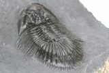 Thysanopeltis Trilobite - Boudib, Morocco #240493-4